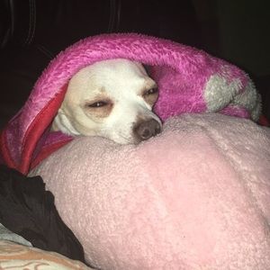 Meet your Posher, Daisy